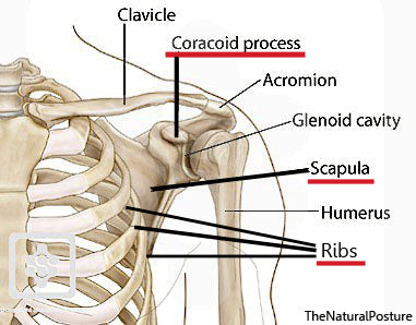 Coracoid Process Scapula Rib Cage Shoulder Area Bad Posture The Natural Posture