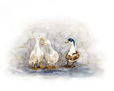 Quirky trio: Three ducks parade in a lively symphony of colorful feathers.