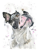 Lively watercolor French Bulldog portrait in loose style.  Cute Frenchie watercolour portrait