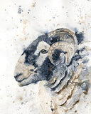Highland sheep's portrait in watercolors: woolly grace and Highland charm.