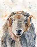 Highland sheep in watercolors: woolly elegance captured in art