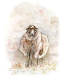 Highland sheep in watercolors: majestic woolly charm unfolds.