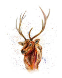 Distinctive rustic and contemporary watercolour stag print for gifting