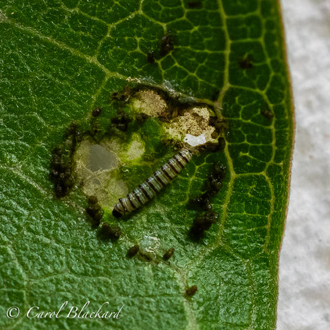 2 day-old Monarch caterpillar