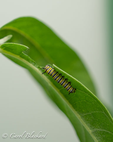 Young Monarch caterpillar