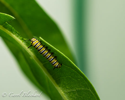 Young Monarch cat eating on leaf