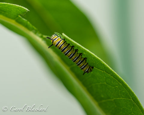Young Monarch cat eating leaf