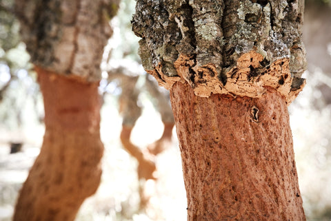 Bark of the Cork Oak Tree in Portugal