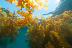 Sea Trees - Supporting Coastal Conservation