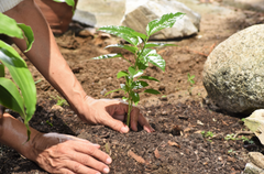 Ecologi plant trees on behalf of individuals and businesses