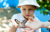 Attract butterflies to your garden