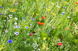 Wildflower gardening