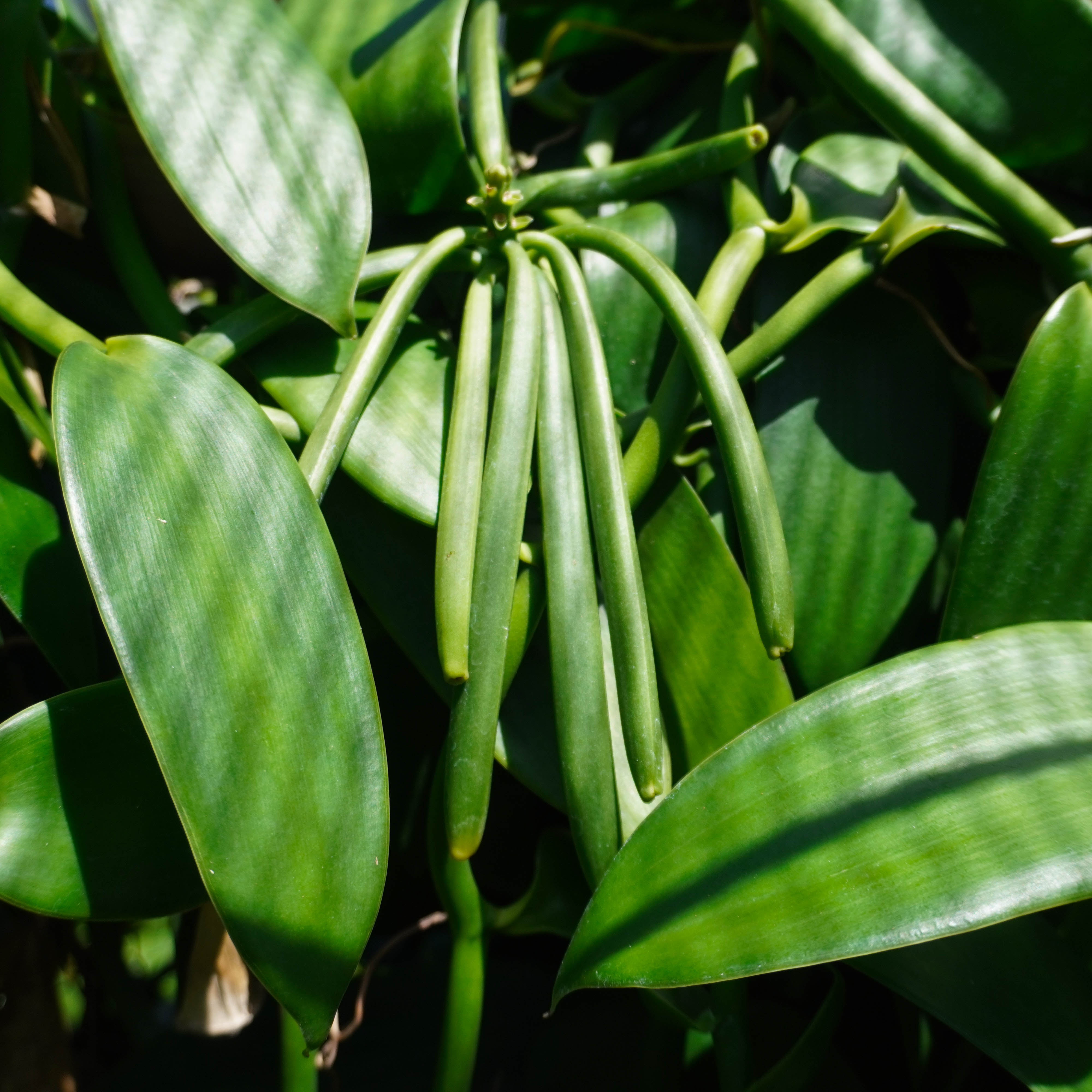 Vanilla Bean on vine