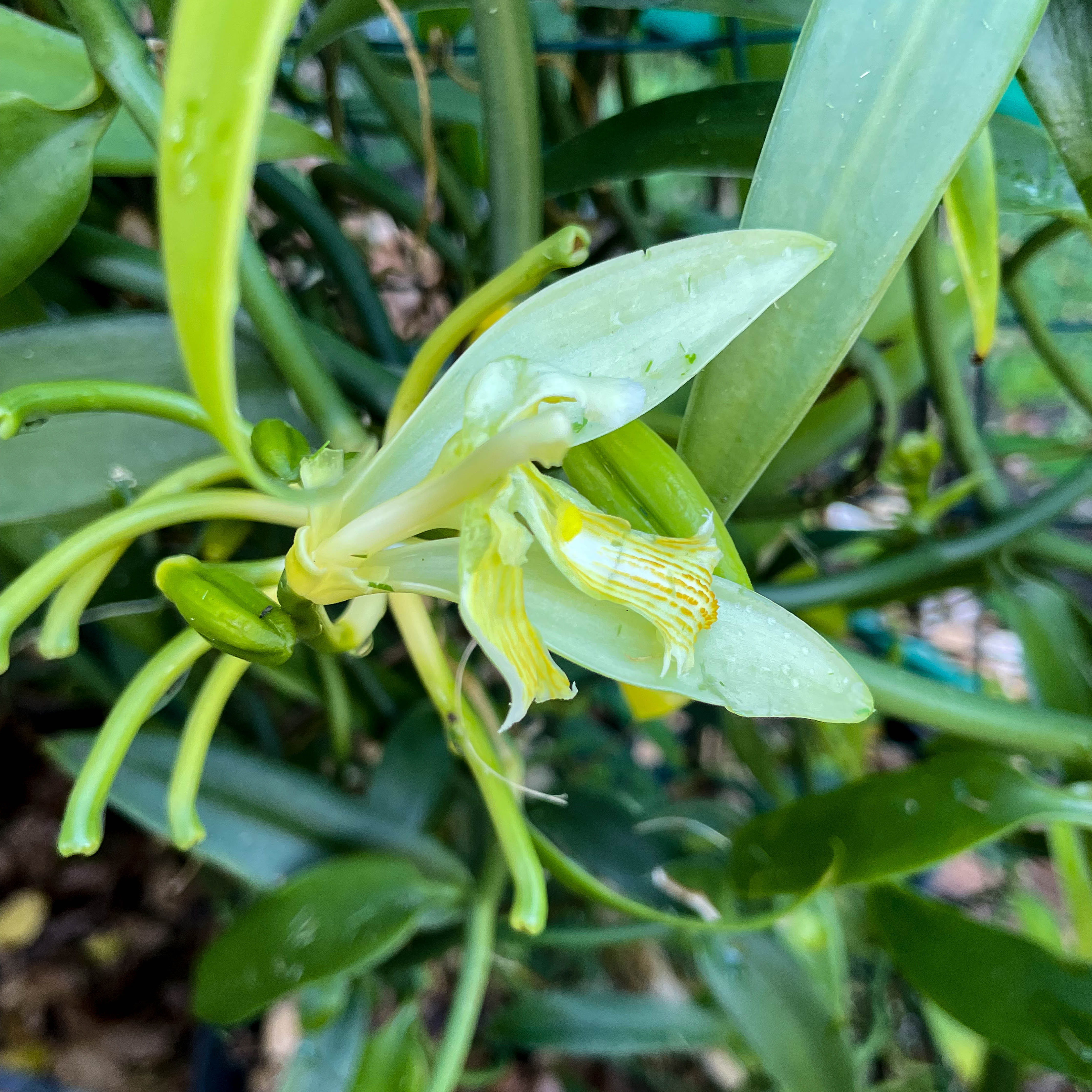 Vanilla orchid flower