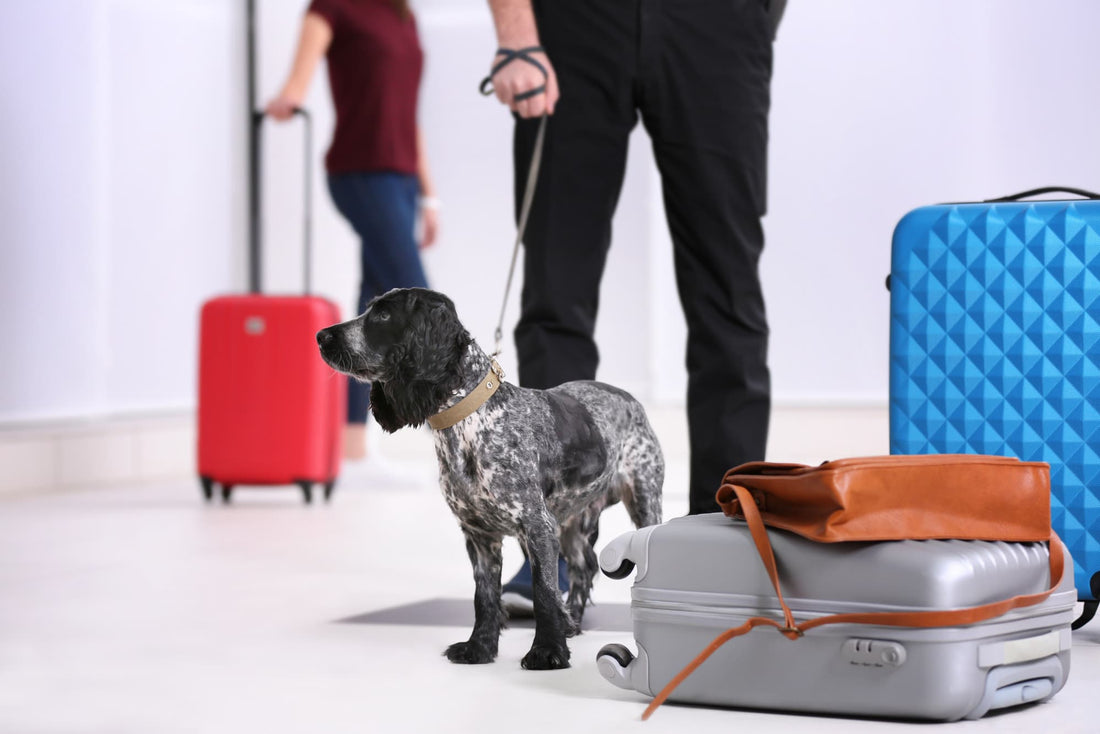 can you take a service dog on international flight