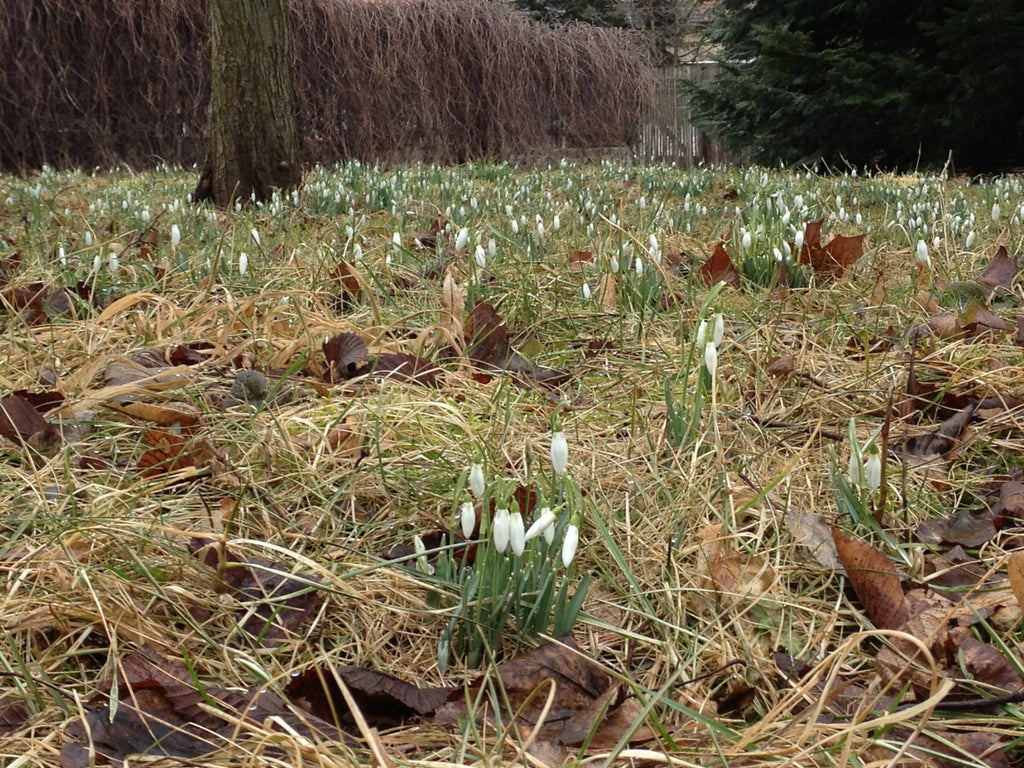 Eine Wiese voll mit Schneeglöckchen in Moritzburg!