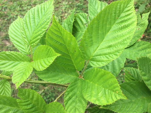 Blackberry leaf - Wild Harvested BlackBerry Tea – Tame the Spirit