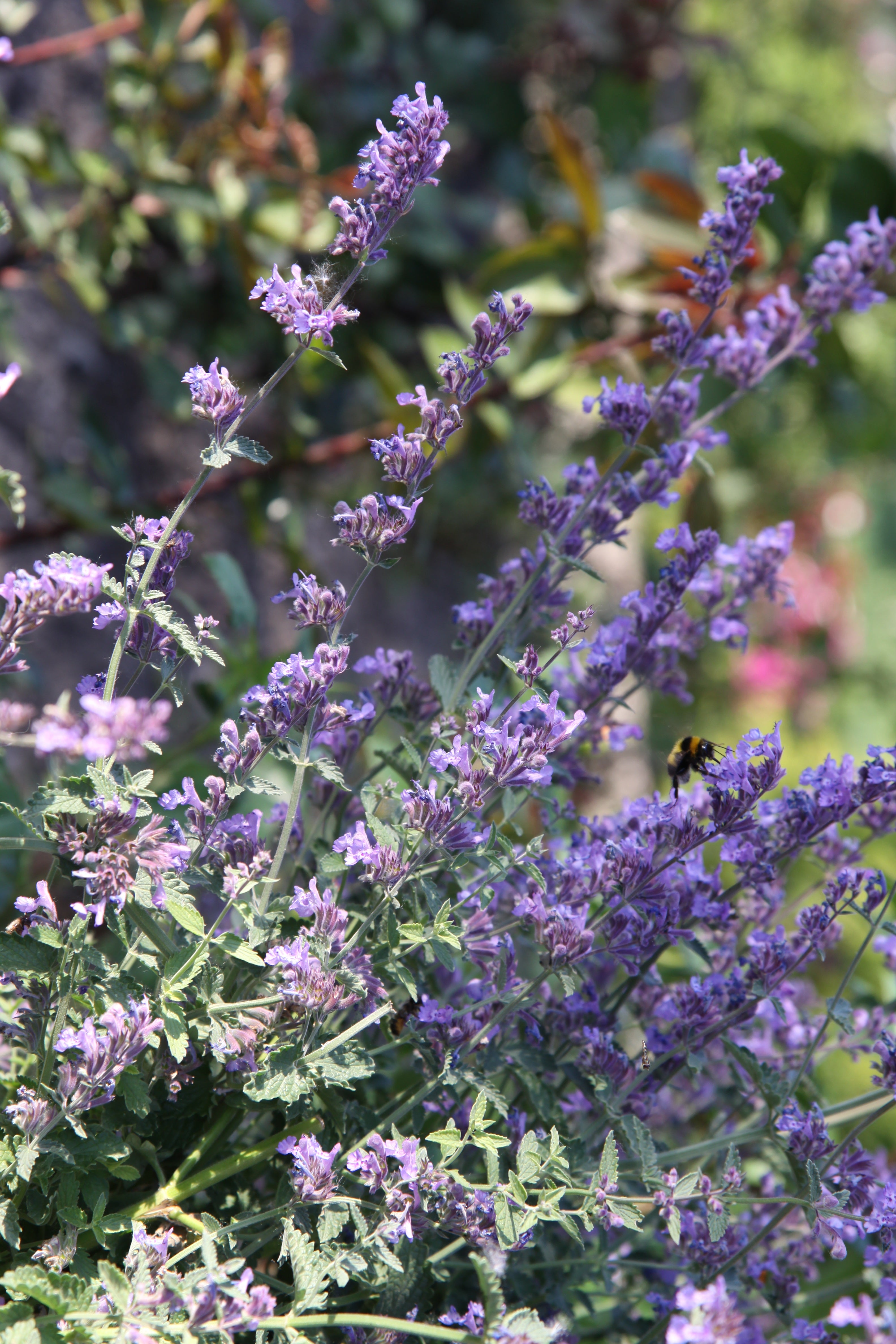 Catnip Seeds - Grow your own Herbs!