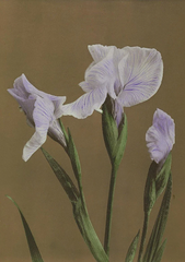 White Irises by Kazumasa