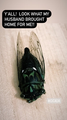 Cicada Specimen