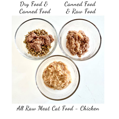 Raw Cat Food Transition