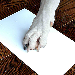 are dog paw prints like human fingerprints