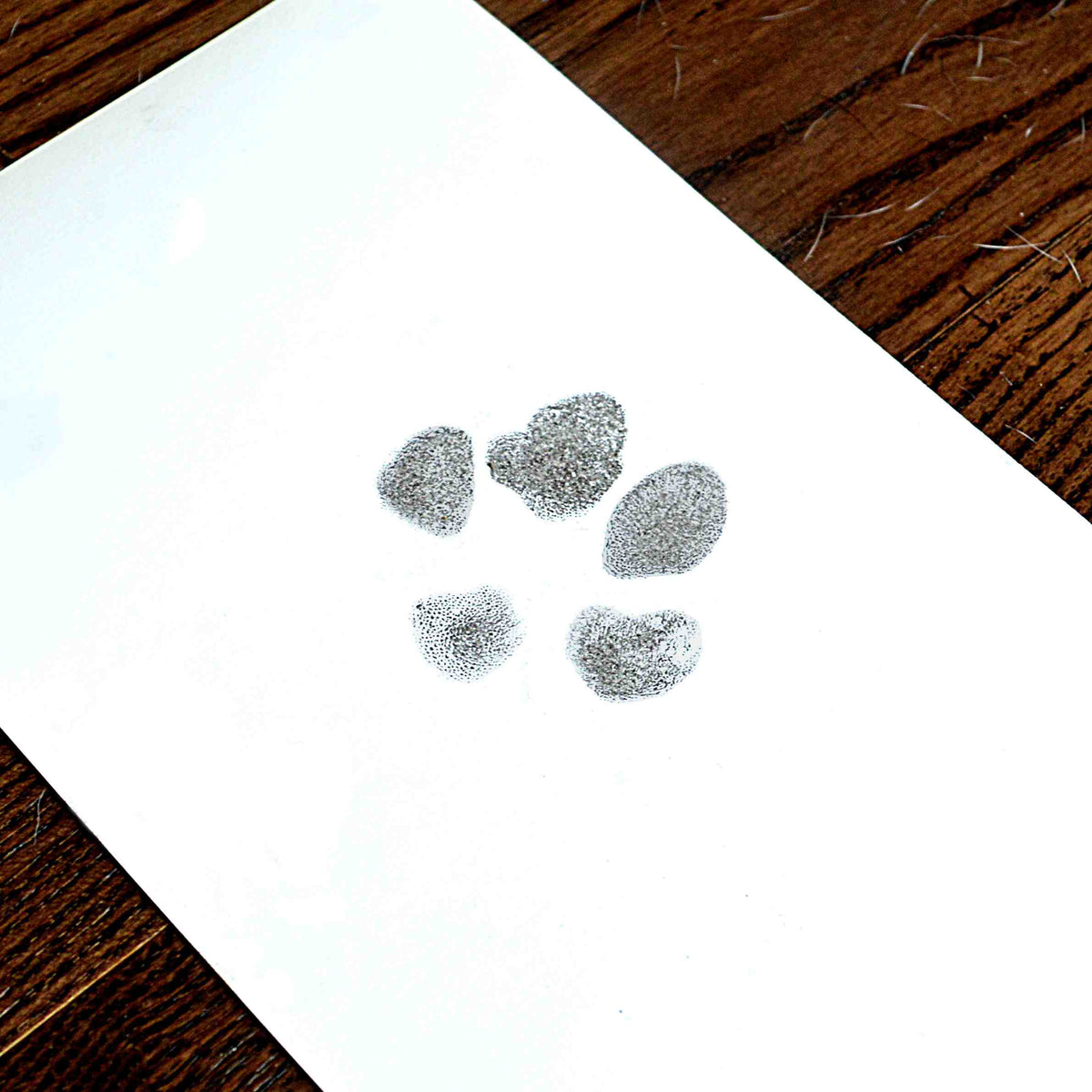 are dog paw prints like human fingerprints