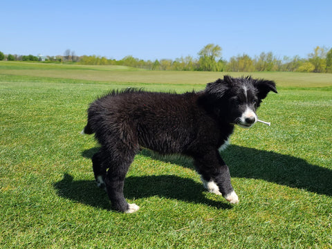 GunCandy Golf Puppy