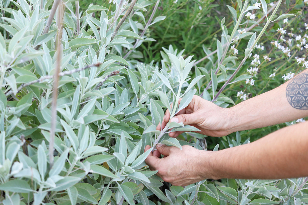 Growing Sage: Your Guide to Planting & Growing a Sage Plant