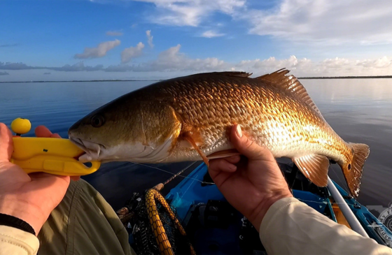 Bent on reds catch