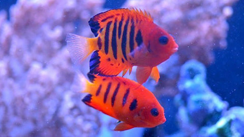 Flame Angelfish – Bay Bridge Aquarium and Pet