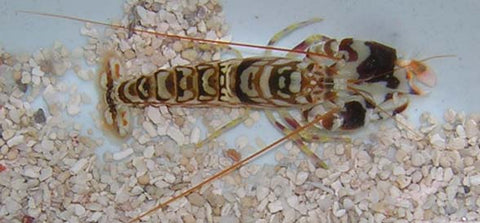 Tiger Pistol Shrimp Bay Bridge Aquarium And Pet