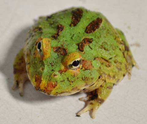 Baby Green Pacman Frog – Bay Bridge Aquarium and Pet