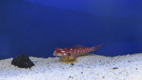 Ruby Red Dragonet Mandarin Synchiropus Sycorax Quantum Reefs