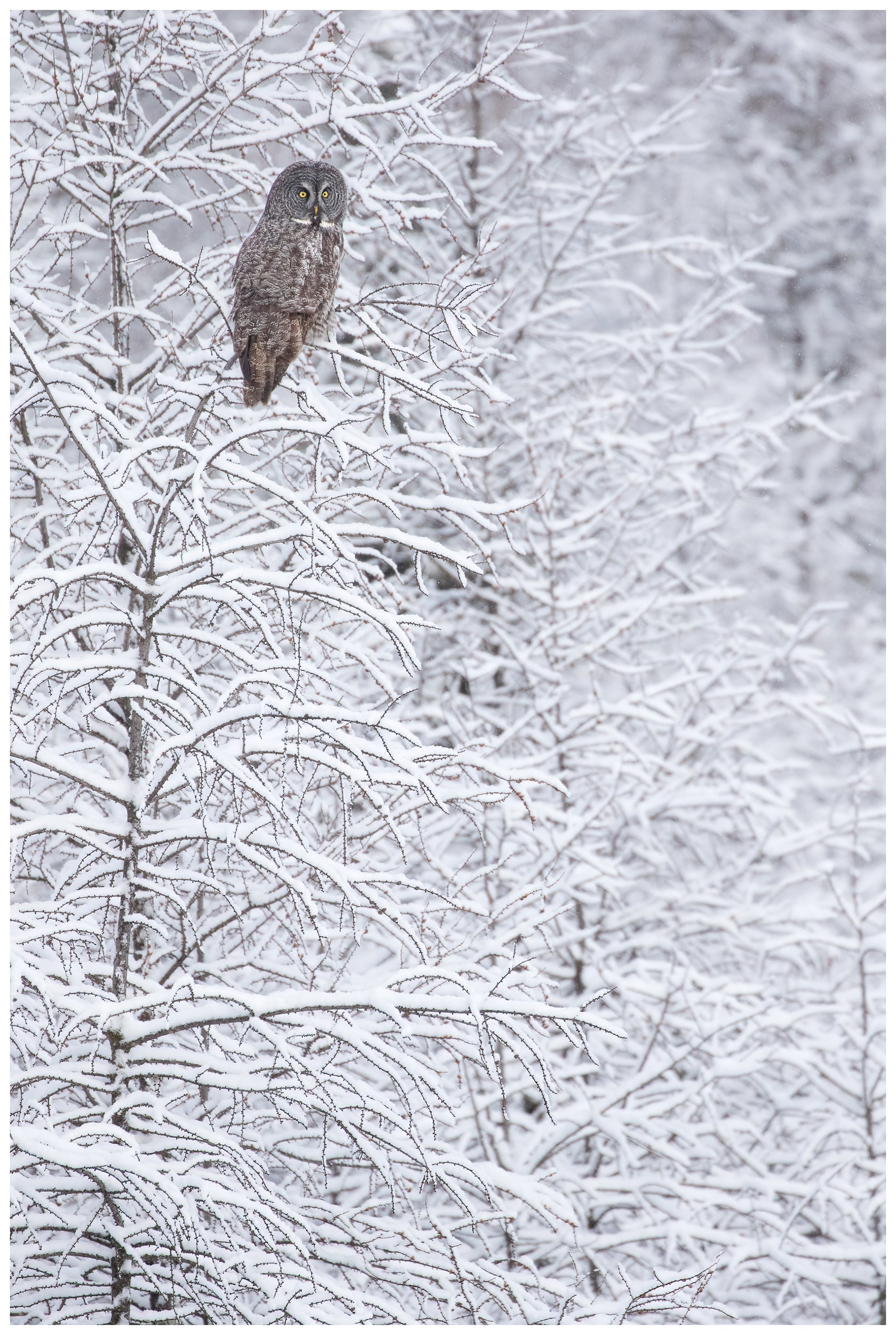 First Snow - Benjamin Olson