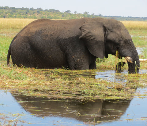 elephant reflection