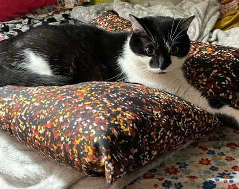 A black and white cat on a big cushion.