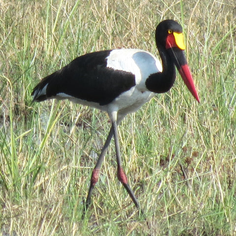 Saddlebill stork