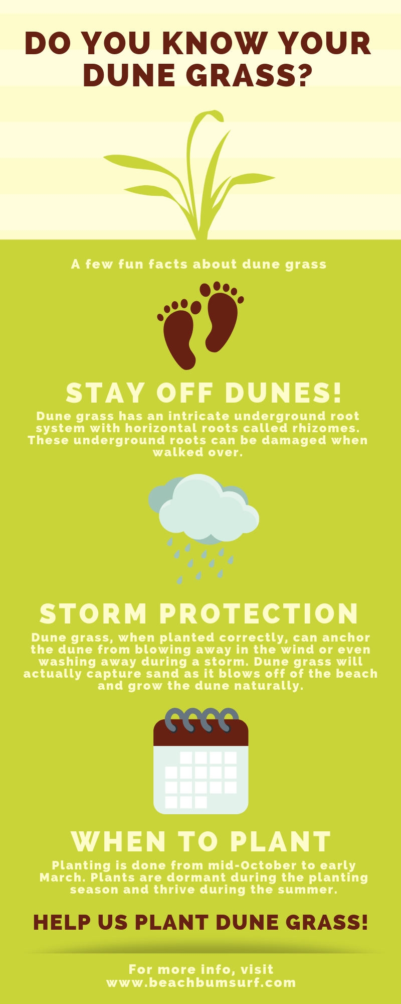 facts about dune grass