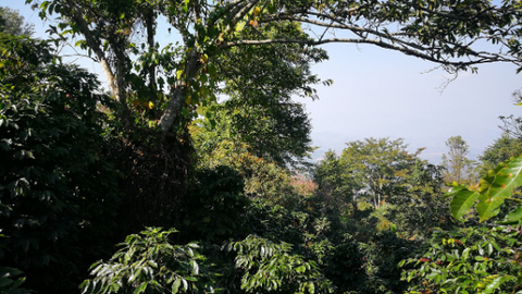 Northern Thailand Specialty Coffee