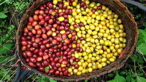 Ripe coffee cherries