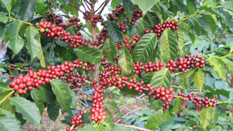 Coffee Tree with fruit