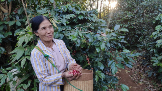 Coffee Farmer Myanmar