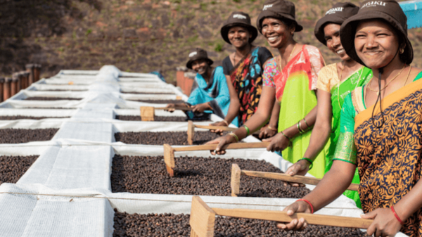 Old Quarter Coffee Merchants - New Single Origin Coffee India K' Sorbhu - Ethical, Organic, Direct Trade Coffee From India, South East Asia – Roasted in Ballina, NSW Australia