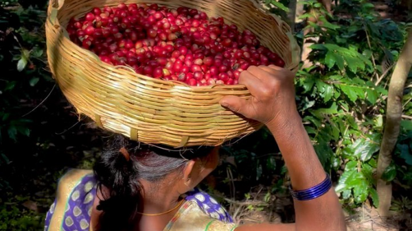 Old Quarter Coffee Merchants - New Single Origin Coffee India K' Sorbhu - Ethical, Organic, Direct Trade Coffee From India, South East Asia – Roasted in Ballina, NSW Australia