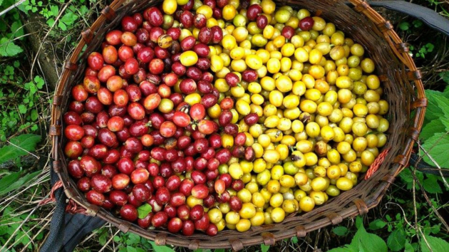 Old Quarter Coffee Merchants - Understanding The Different Coffee Varieties - Yellow vs Red Coffee Cherries