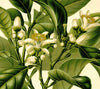 Lime Citrus Bergamia Risso Vintage Medical Botanicals Antique Plant and Herb Drawings  Kitchen Art Decorative Print