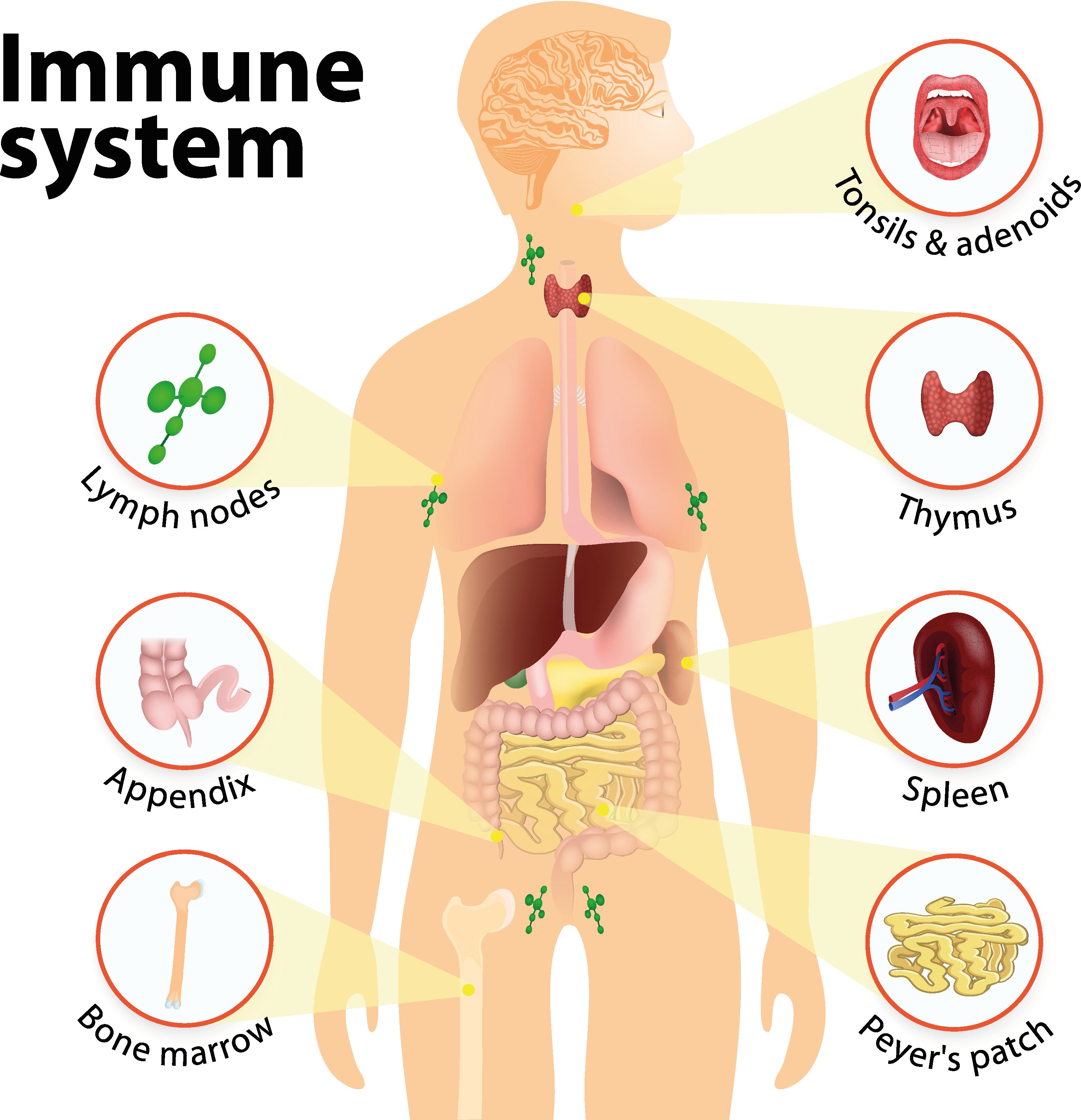Immunity