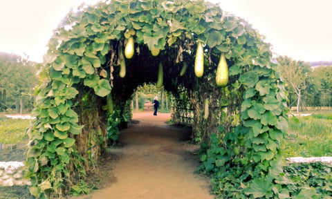 Babylonstoren, Western Cape