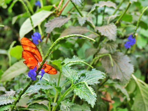 Butterfly World, Cape Town